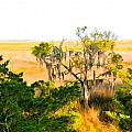 Marsh Cedar Tree and Moss