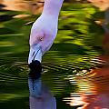 Pink Flamingo Ripples and Reflection