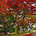 Royal Poinciana Trees Blooming in South Florida