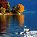 Beautiful Autumn Swan at Lake Schiliersee Germany 